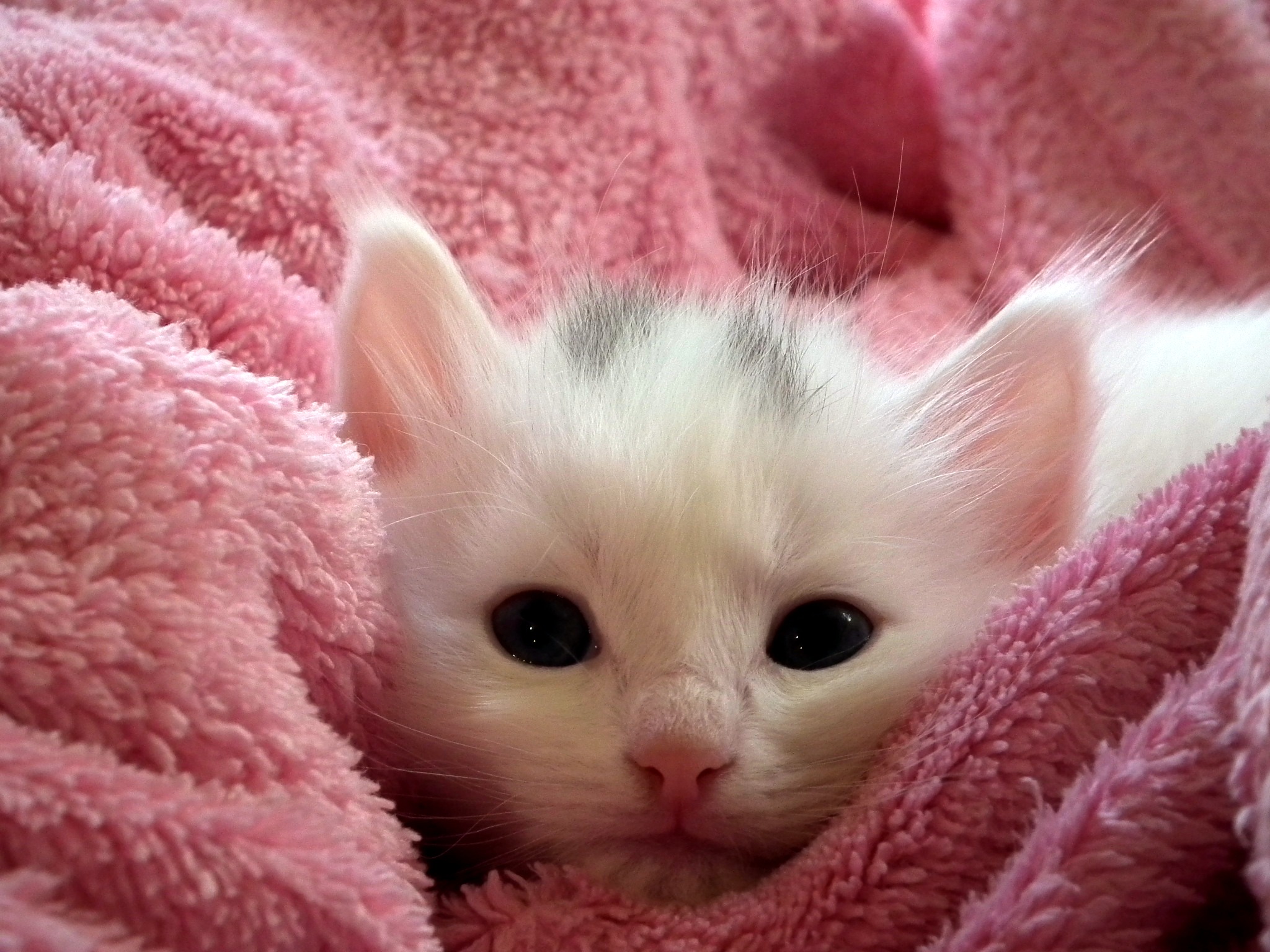 Kattsjukdomar