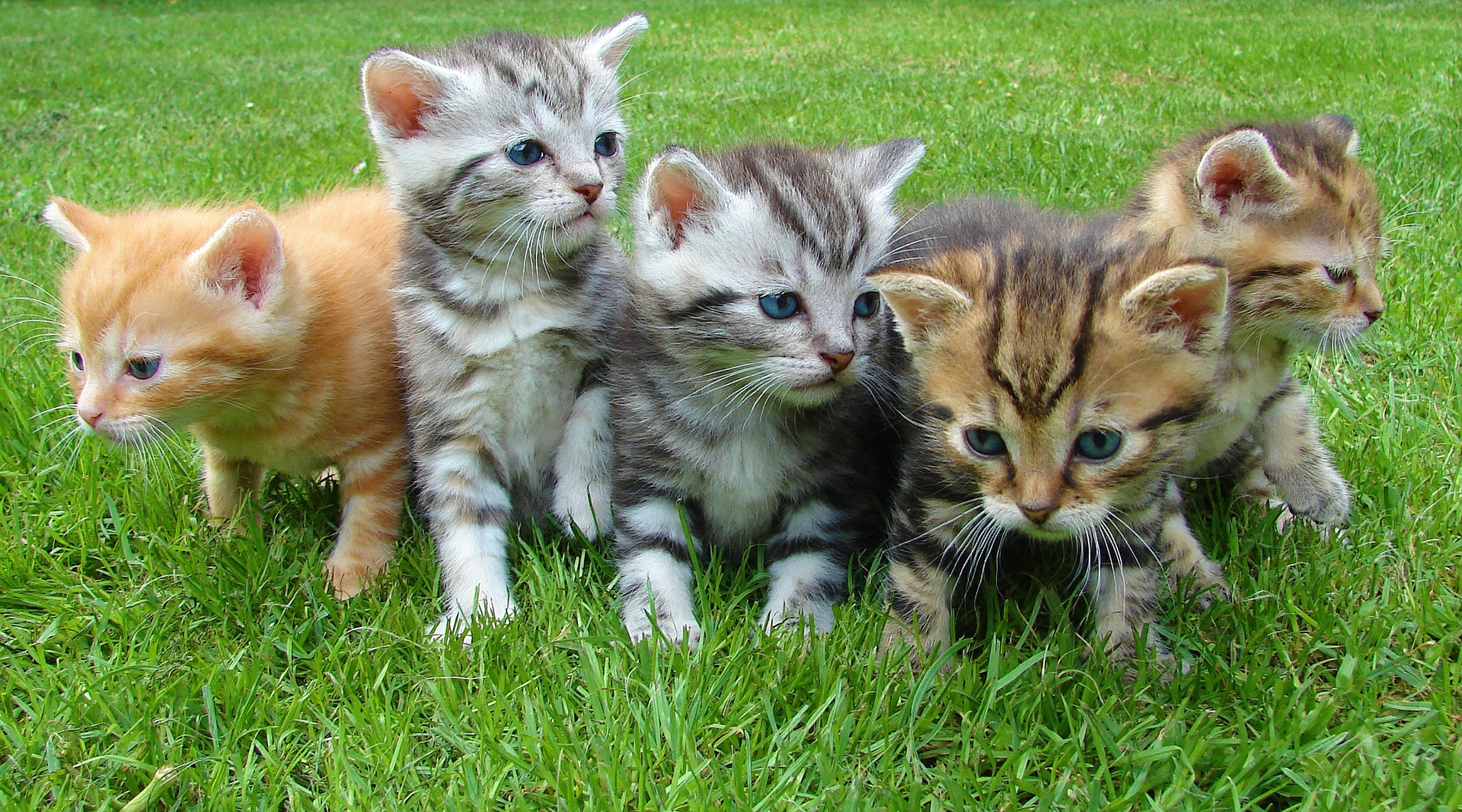 Kattens kommunikationssätt