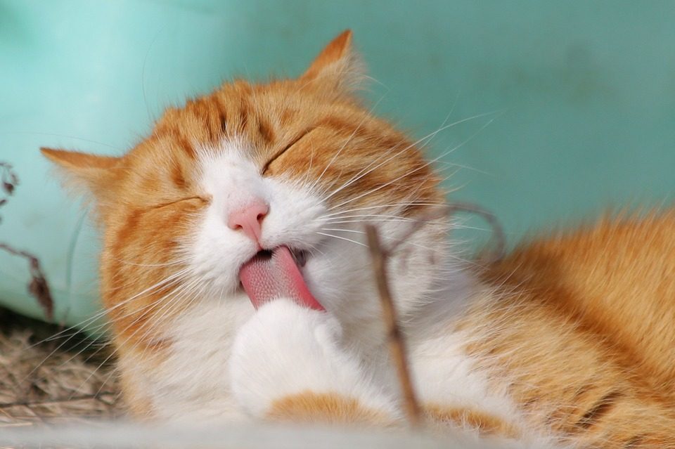 Katter och hygien