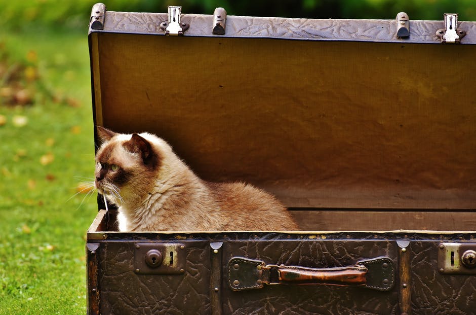Katt i en resväska