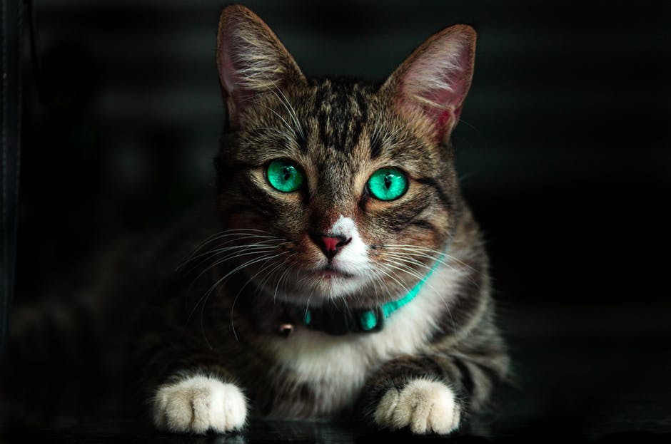 Katt med turkos ögon
