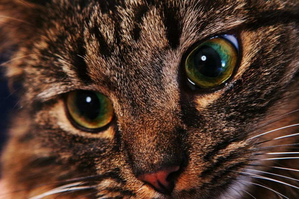 Att tänka på när man har katt