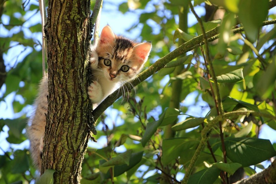 Kattens första tid i hemmet