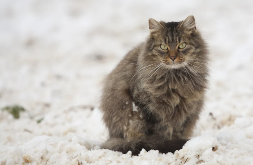 Inred hemmet med kattposters