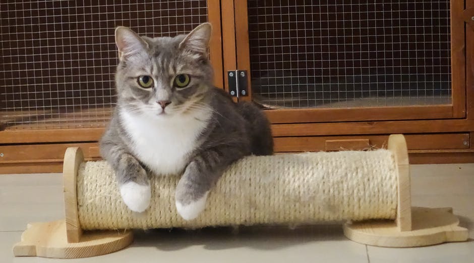 Katt som ligger på klösbrädan